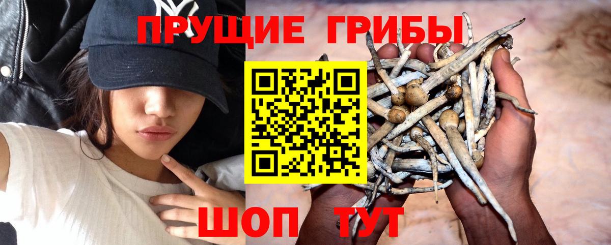 Псилоцибиновые грибы Psilocybe Фурманов
